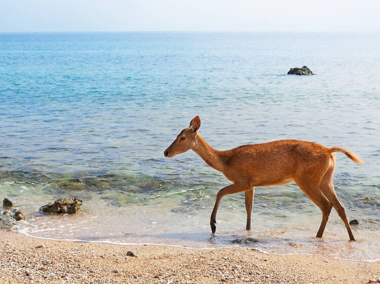 Best for coastal scenery: West Bali National Park