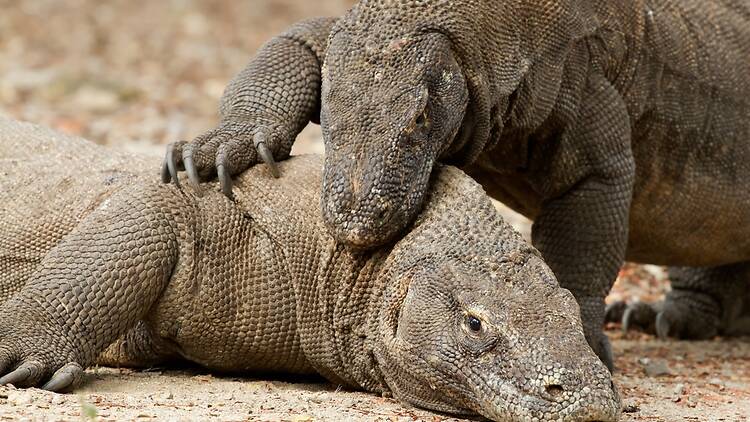 Best for wildlife and underwater: Komodo National Park