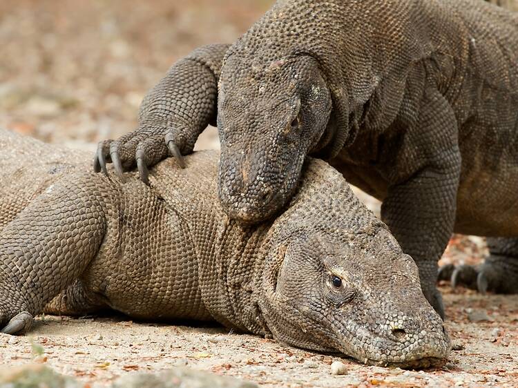 Best for wildlife and underwater: Komodo National Park