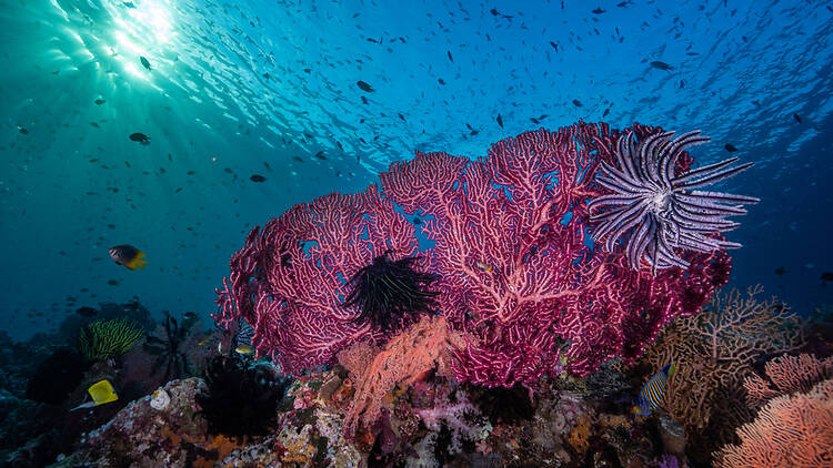 Best for scuba diving and snorkelling: Wakatobi National Park