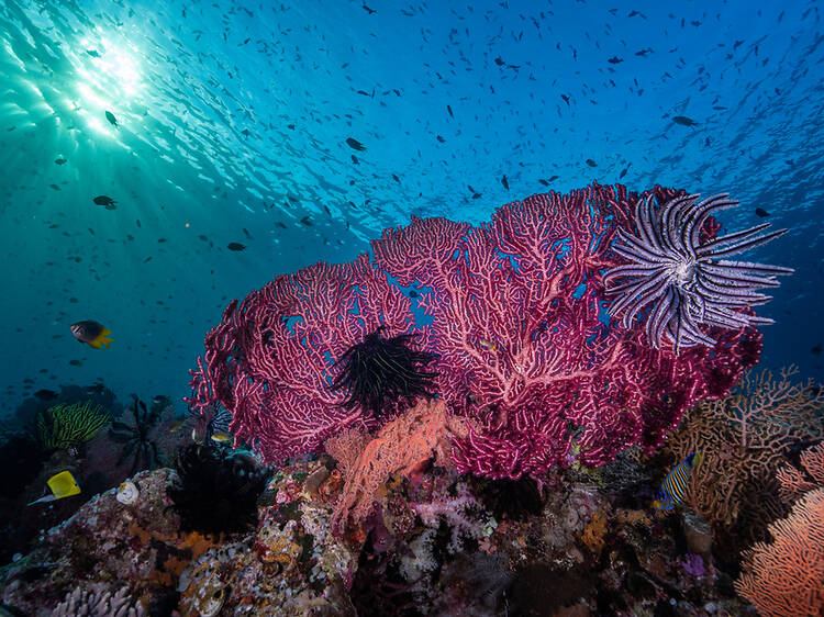 Best for scuba diving and snorkelling: Wakatobi National Park