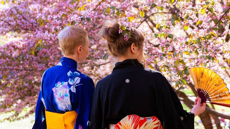 Torstai: Hanami-juhla, Roihuvuoren kirsikkapuisto