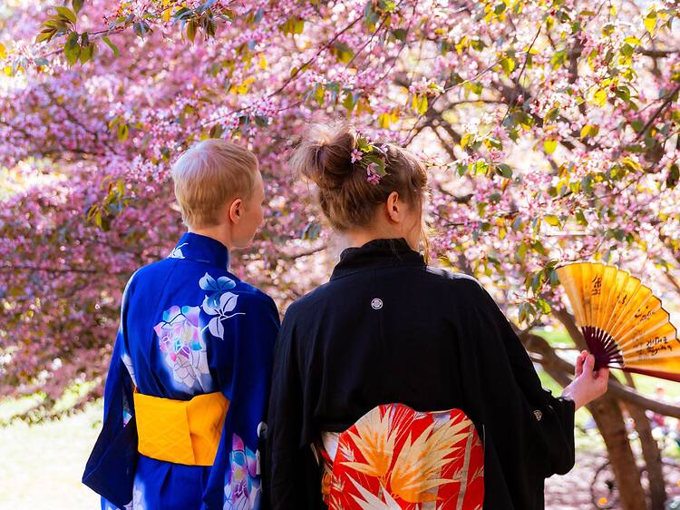 Torstai: Hanami-juhla, Roihuvuoren kirsikkapuisto