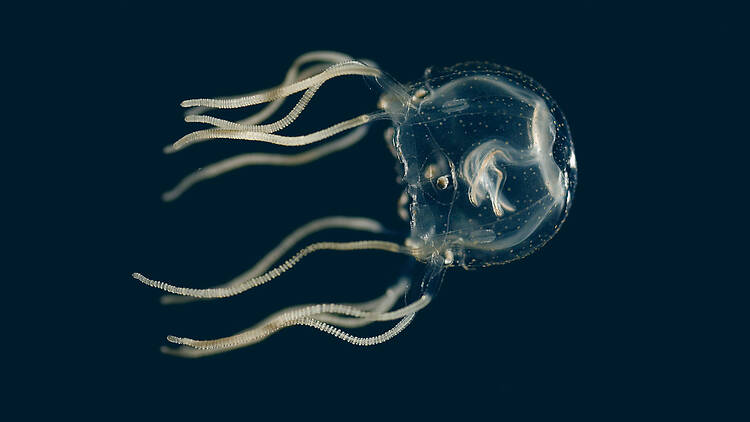 Tripedalia box jellyfish