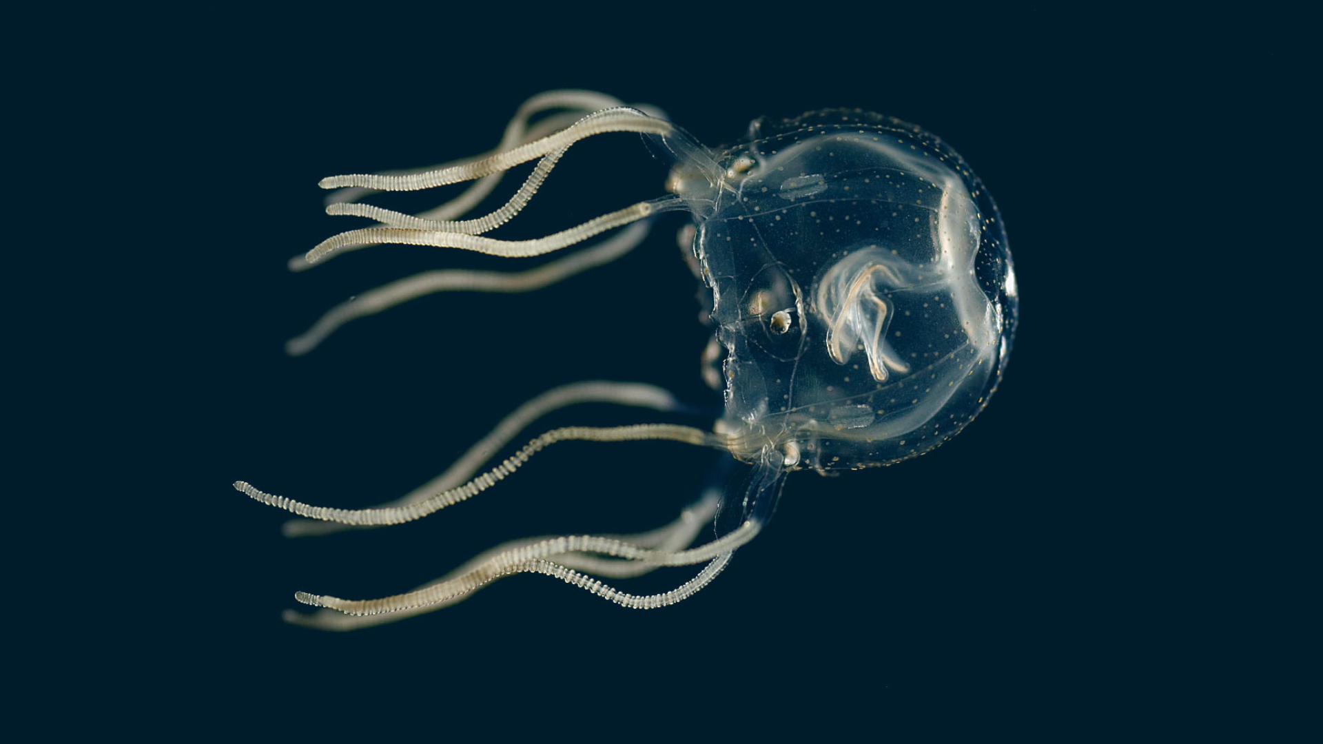A new box jellyfish species with 24 eyes has been discovered in Hong Kong