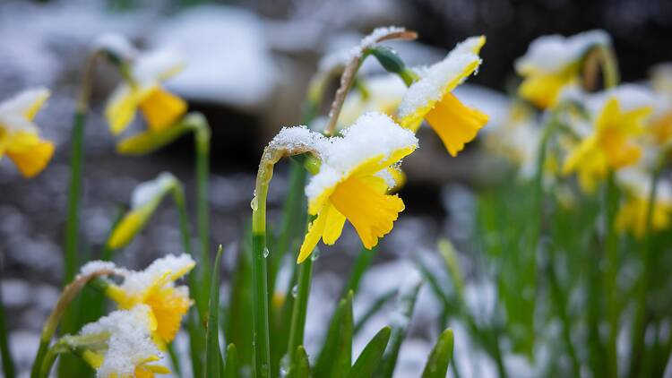 Snow threat looms over Montreal as temperatures take a sharp midweek dive