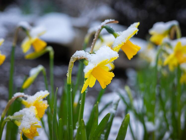 Menace de neige sur Montréal alors que les températures chutent brutalement en milieu de semaine