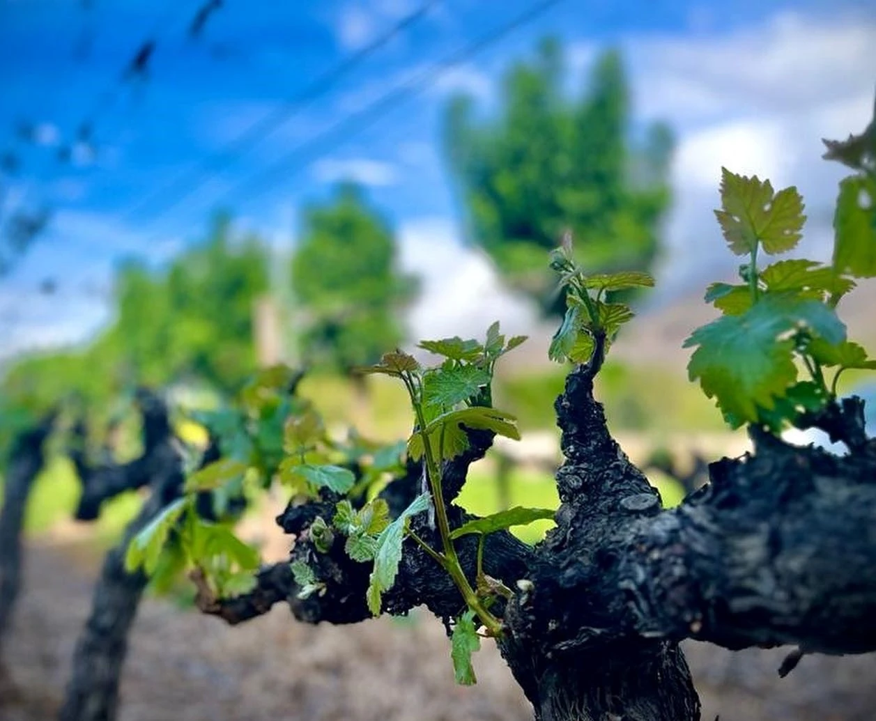 Barrydale_Joubert-Tradauw winery.jpg