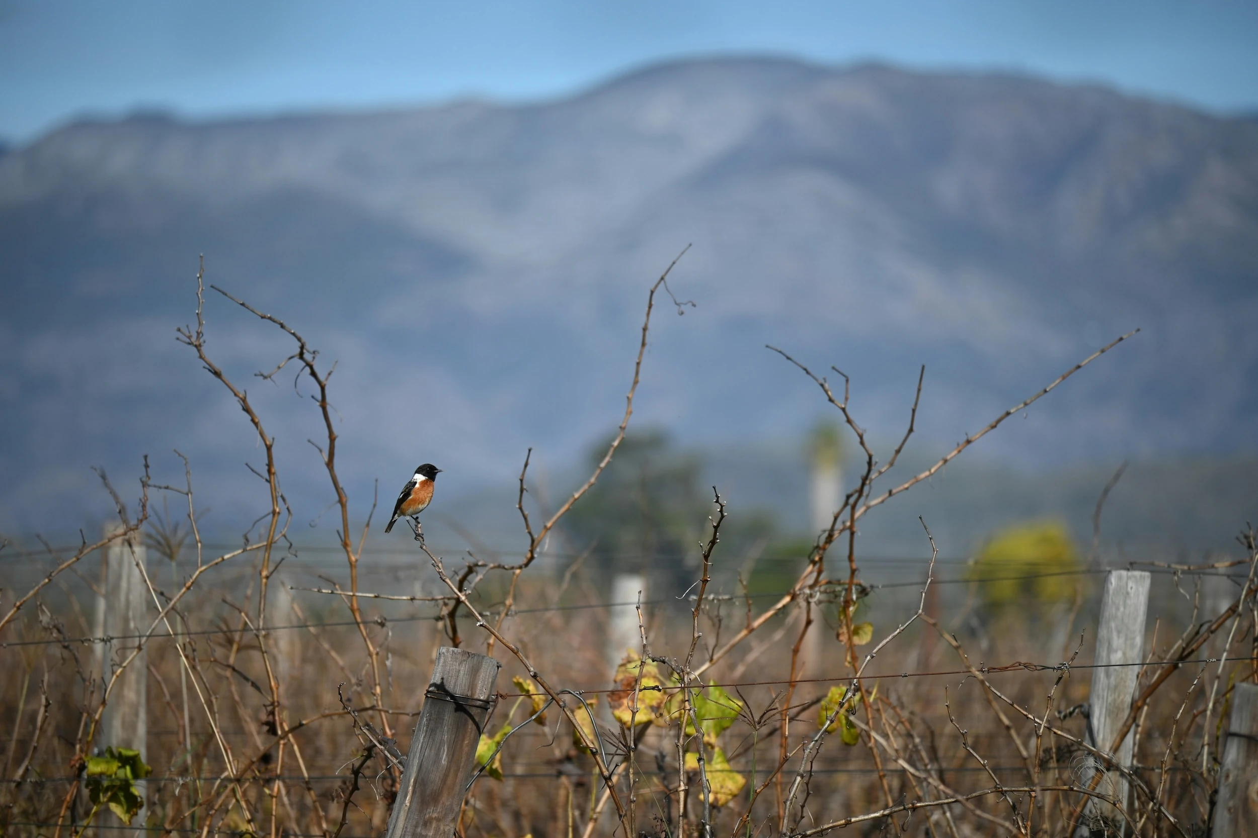 Bonnievale_credit Tanya Paquet_unsplash