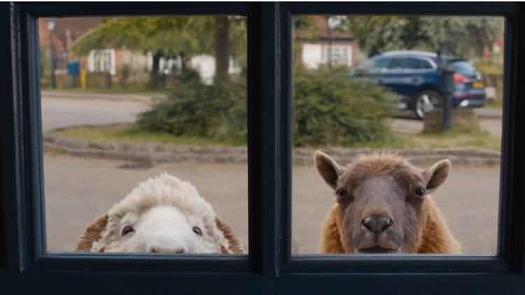 The Sheep Detectives