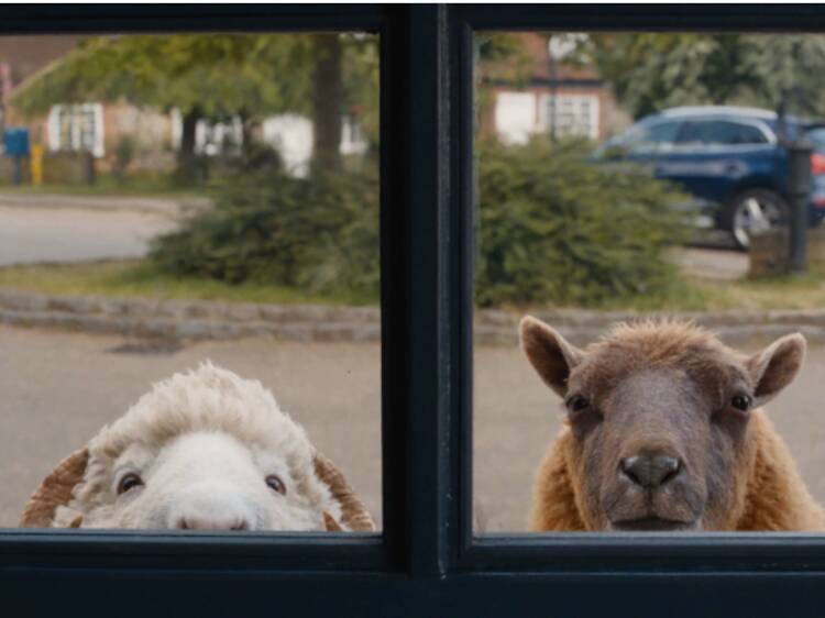 The Sheep Detectives