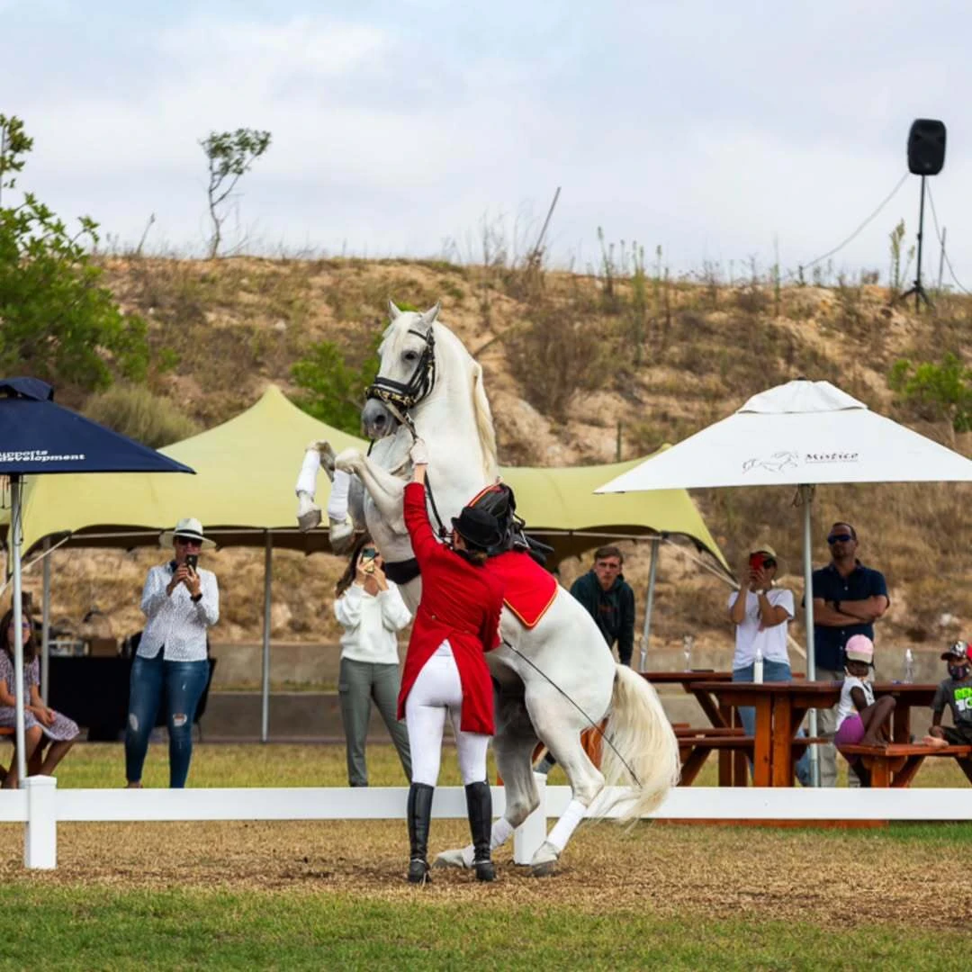 The South African Lipizzaners