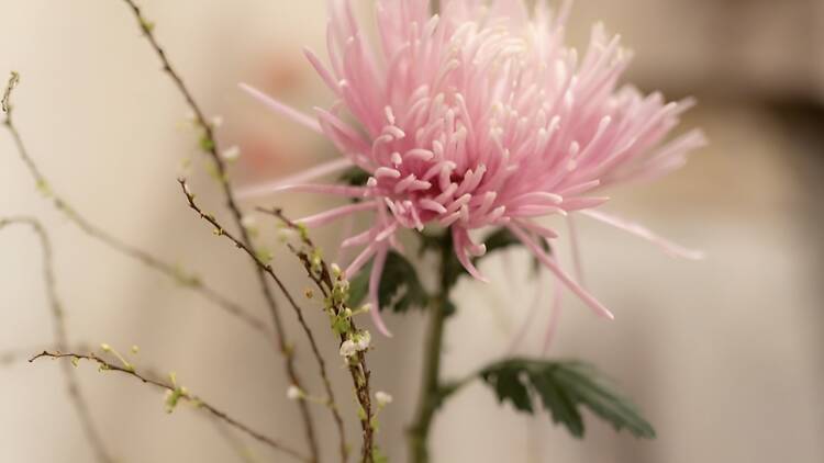 Slow things down at Balance in Bloom with Chiro Flowers