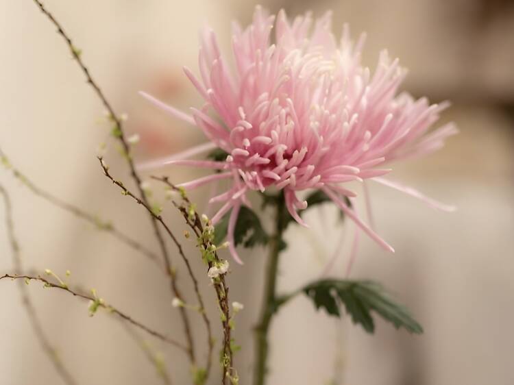 Slow things down at Balance in Bloom with Chiro Flowers