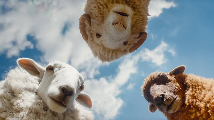 Les ovelles detectives