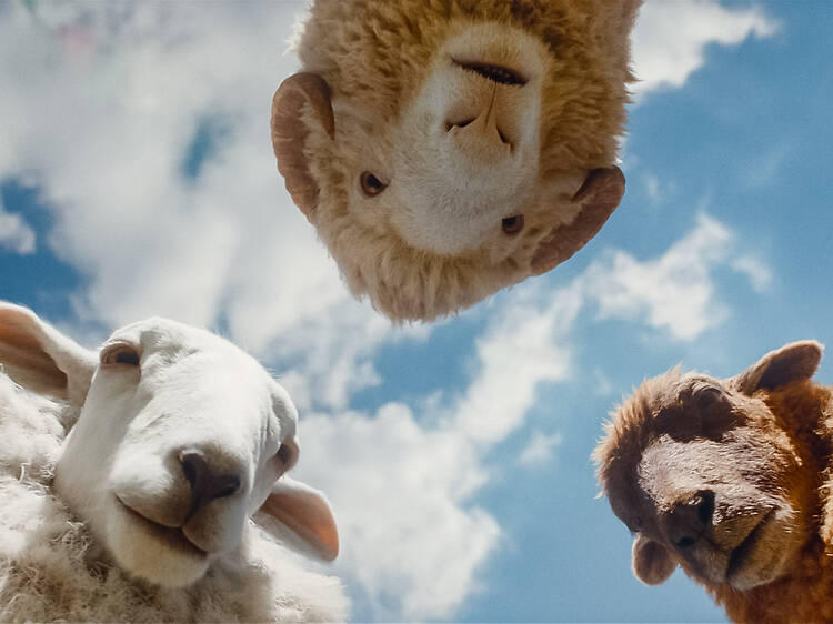 Les ovelles detectives