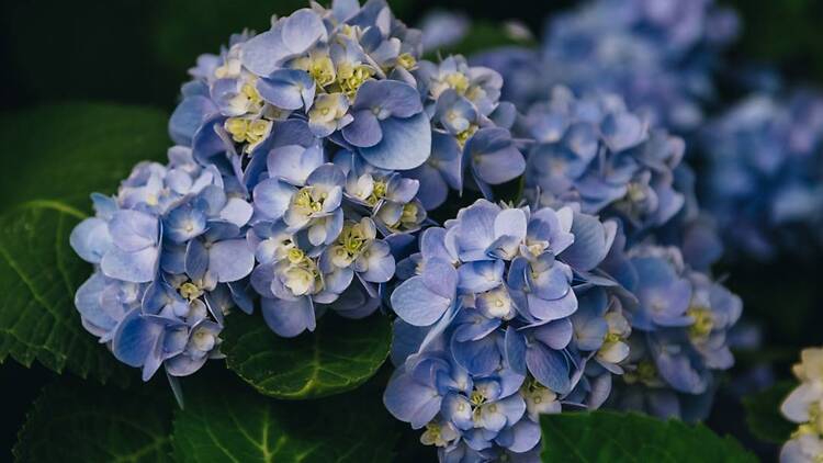 Blue Beauties