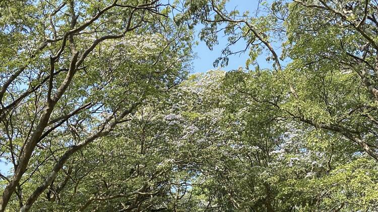 Theatre of Botany Walks