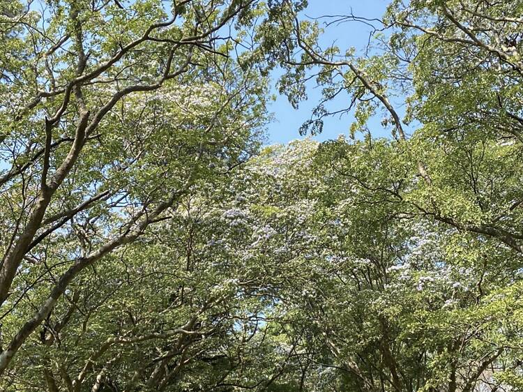 Theatre of Botany Walks