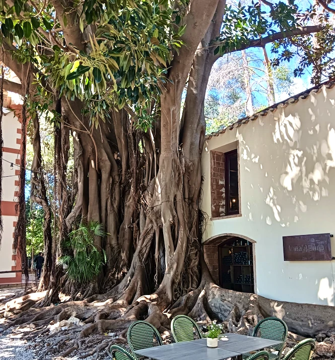 Villa Retiro, Xerta, y el ficus de 300 a&ntilde;os