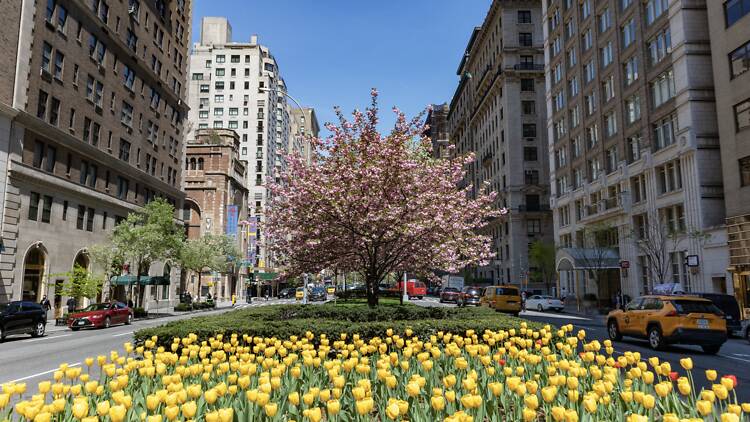 Park Avenue