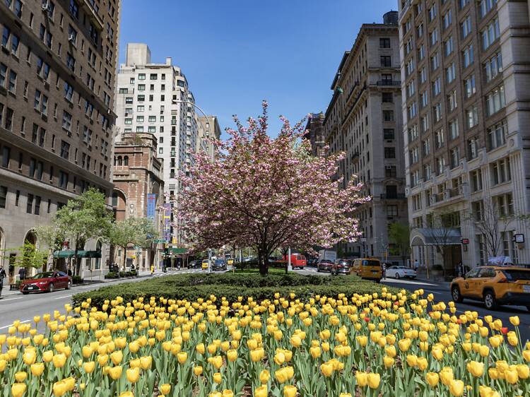 Park Avenue is getting a massive redesign. Here are all the details and plans.