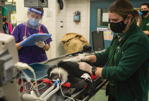 A columbus monkey health check and London Zoo