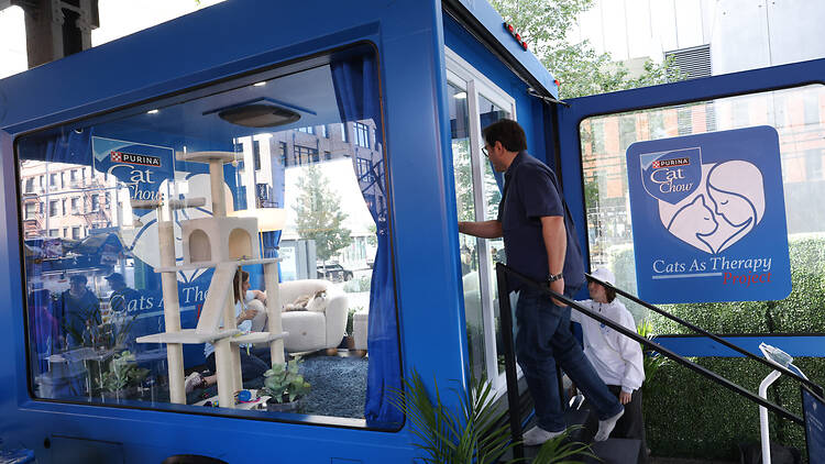Cat Therapy Pod