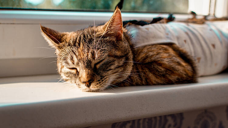 Cat in a medical blanket after surgery lies on the windowsill