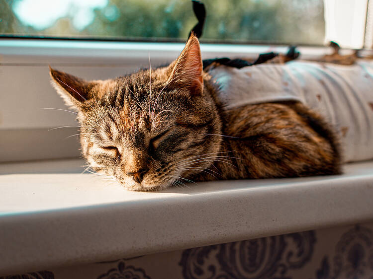 Putting animal welfare first: Low-cost sterilisation clinic launches in Jozi