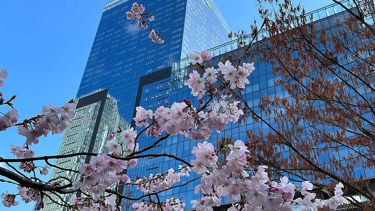 The Okura