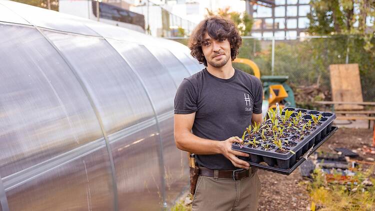 high line plant sale