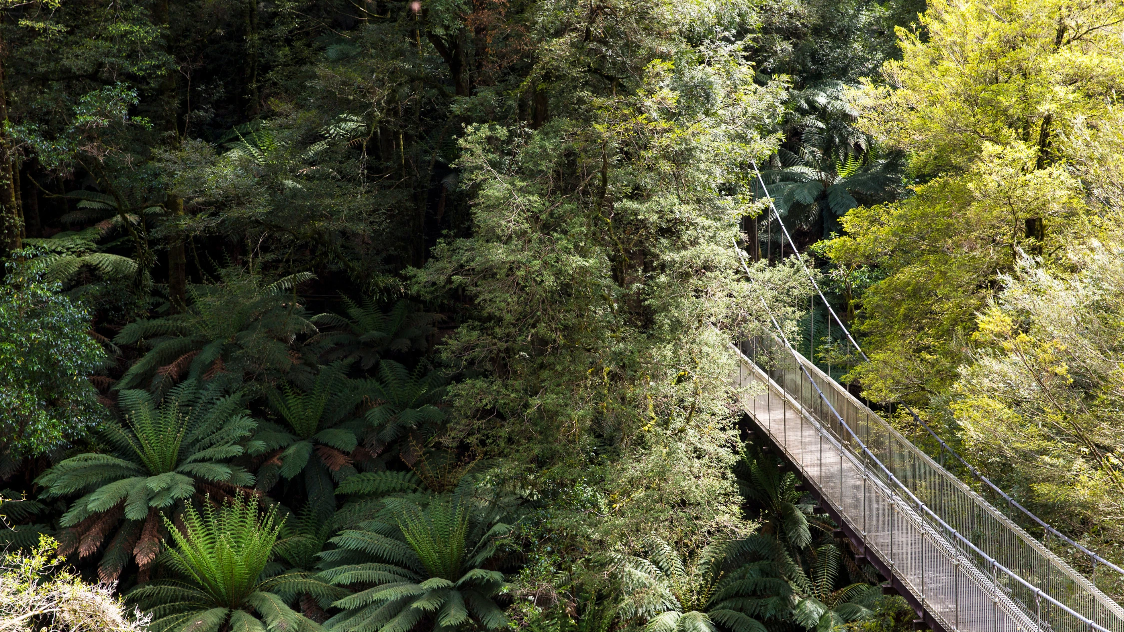 Tarra-Bulga National Park