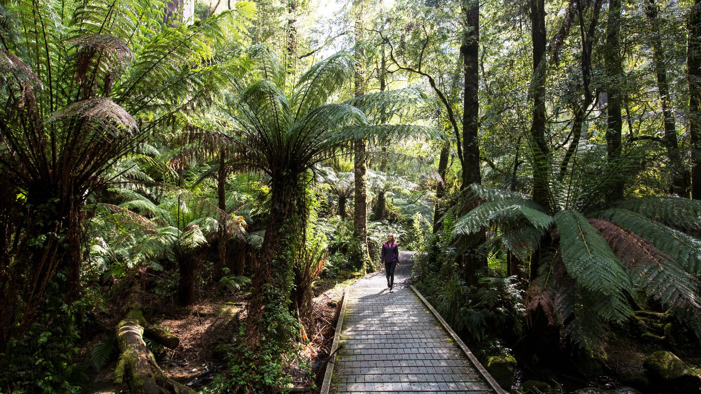 Tarra-Bulga National Park