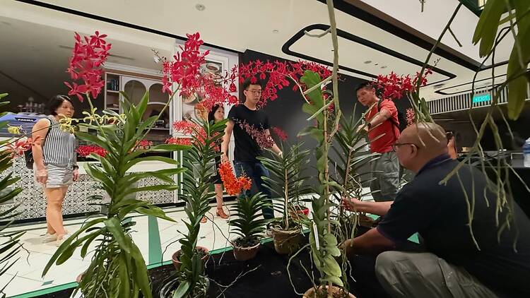 OSSEA Orchid Show