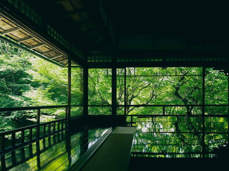 Ruriko-in Temple special spring opening, Kyoto Ruriko-in Temple special spring opening, Kyoto