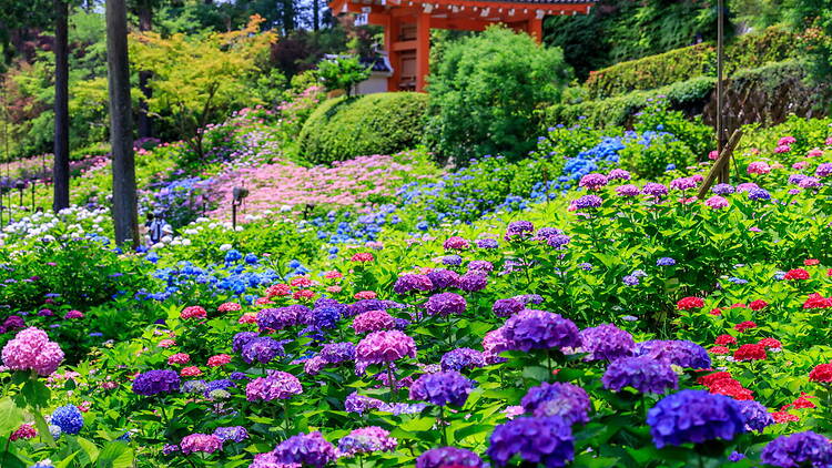 Hydrangeas at Mimurotoji, Kyoto