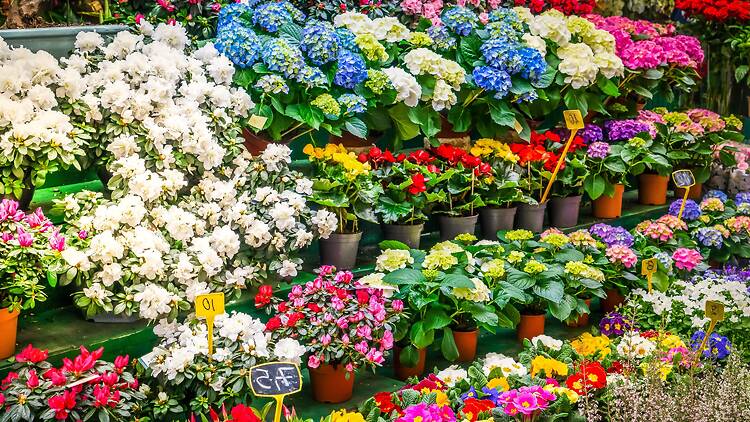 Mercado de flores Mercado de flores. Shutterstock