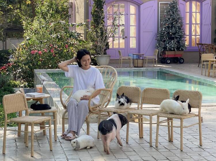 Lounge poolside with furry friends at 99 Villa and Cafe