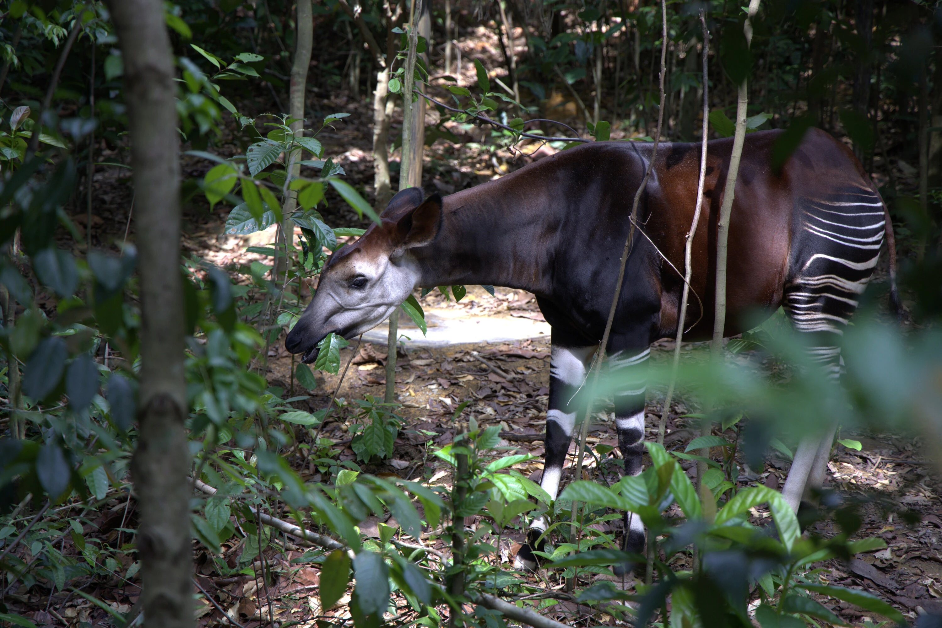 Image 4 - The okapi will make its Southeast Asia debut at Rainforest Wild Adventure East. Credit_ Mandai Wildlife Group