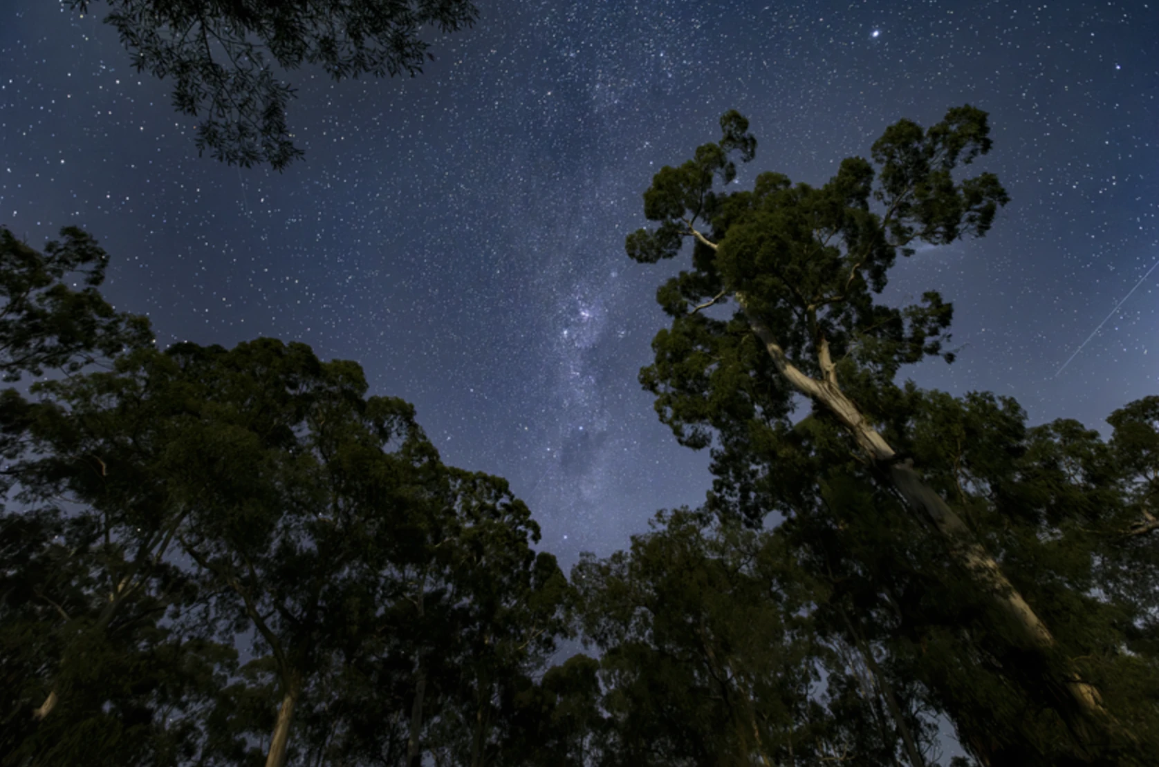 Starry sky and gum trees