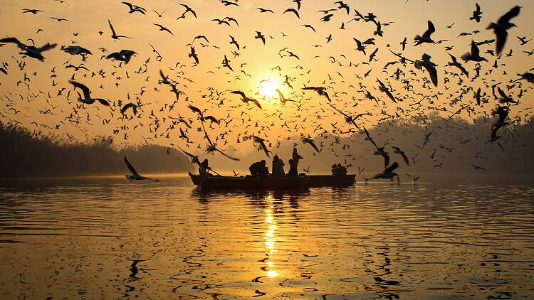 Birds in Delhi