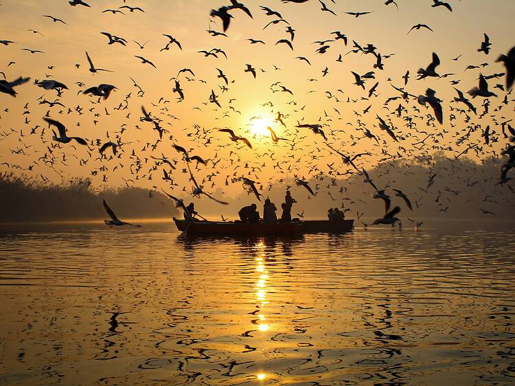 Birdwatchers, unite: Delhi gets its own atlas for birds!