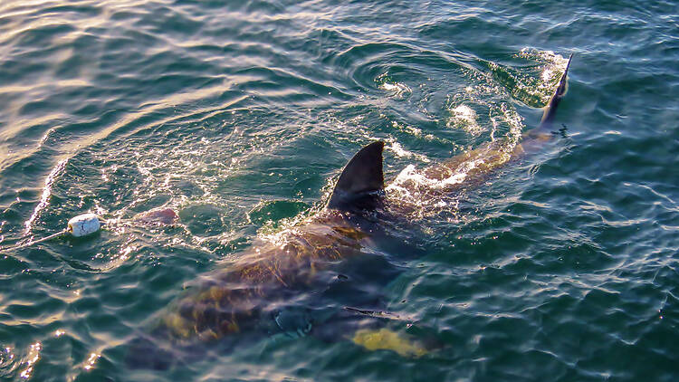 Shark Cage Diving in Gansbaai