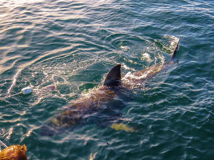 Shark Cage Diving in Gansbaai