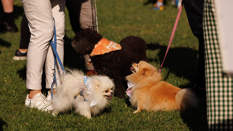 two dogs on leashes meet, Pyrmont Festival dogs meet