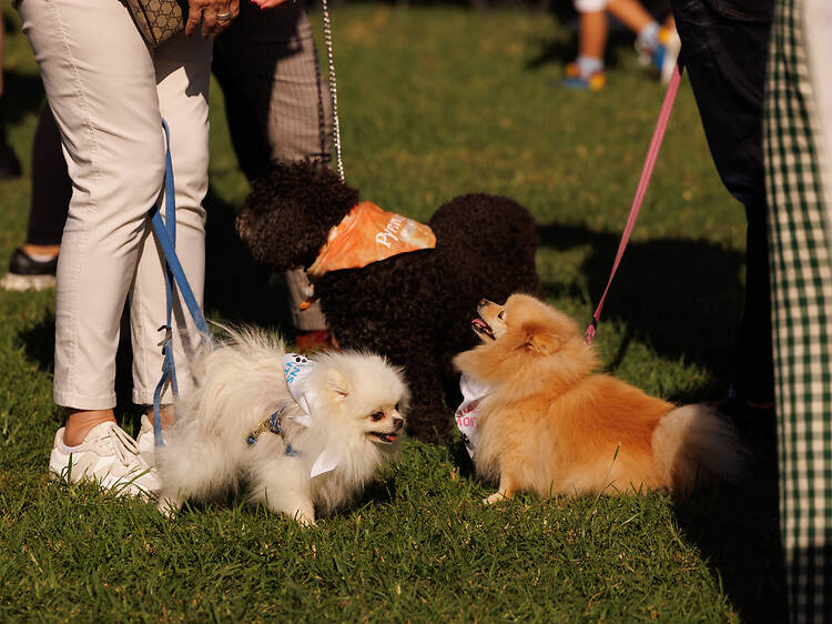 Pyrmont Festival