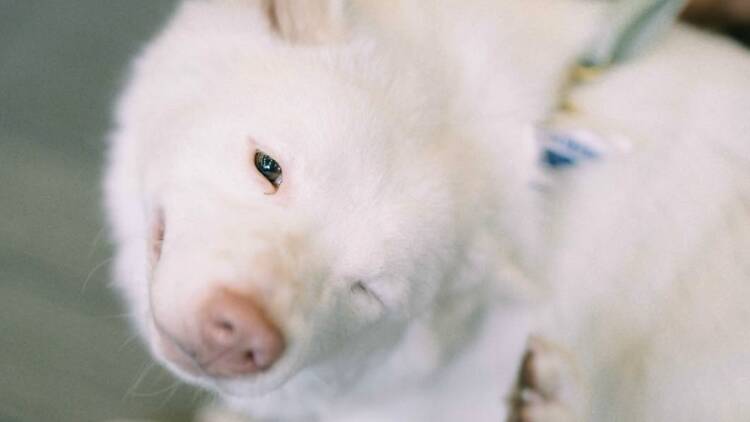 bkkdogsociety