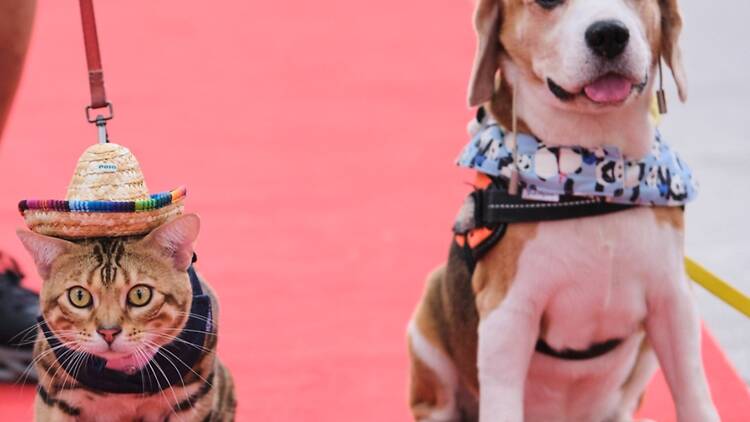 Bring your pets down to Furkids Fiesta 2026