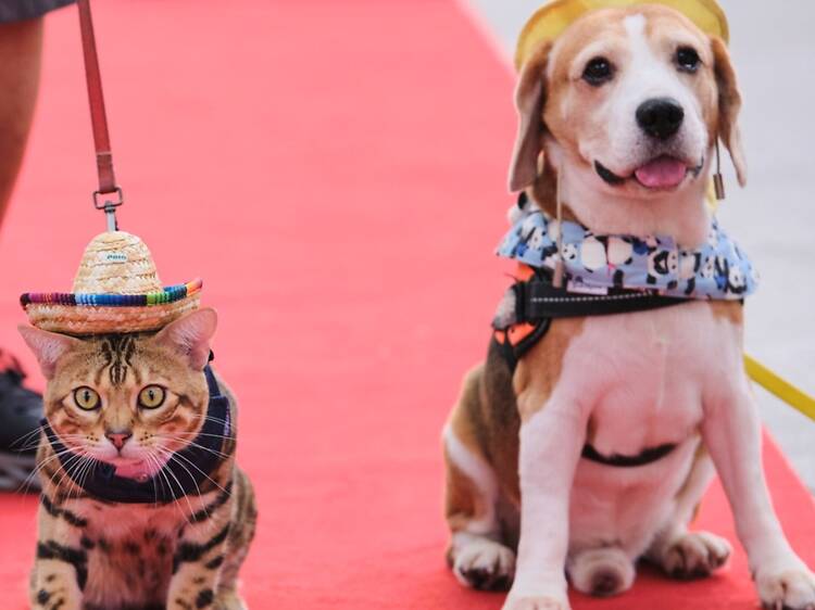 Bring your pets down to Furkids Fiesta 2026